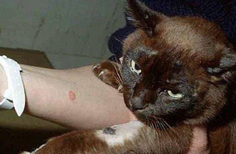 Лишай у кошек: признаки и лечение - Лечение кошек - Мобильный ветеринар